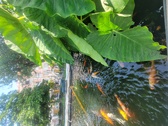 Enlarge photo 63