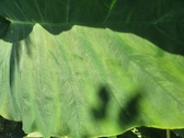 Enlarge photo 67