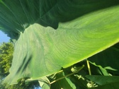 Enlarge photo 95
