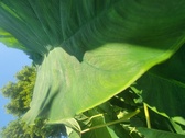 Enlarge photo 94