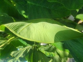 Enlarge photo 93