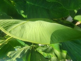 Enlarge photo 69