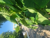 Enlarge photo 96