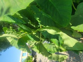 Enlarge photo 97