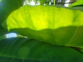 Enlarge photo 98