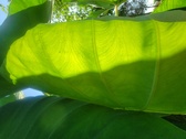 Enlarge photo 99
