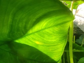 Enlarge photo 79