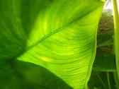 Enlarge photo 78