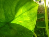 Enlarge photo 103