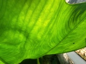 Enlarge photo 84