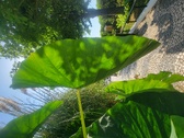 Enlarge photo 87