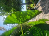 Enlarge photo 109