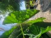 Enlarge photo 85