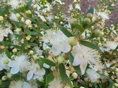Enlarge photo 112