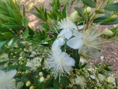 Enlarge photo 128