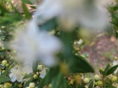 Enlarge photo 136
