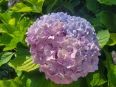 Enlarge photo 138
