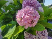 Enlarge photo 140
