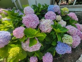 Enlarge photo 141