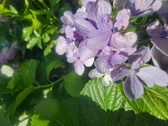 Enlarge photo 143
