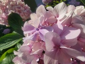 Enlarge photo 144