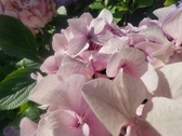 Enlarge photo 145