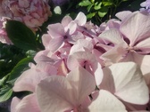 Enlarge photo 146
