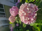 Enlarge photo 149