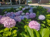 Enlarge photo 151