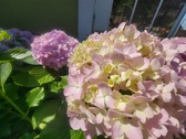 Enlarge photo 153