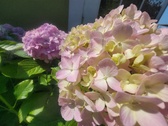 Enlarge photo 154