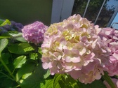 Enlarge photo 156