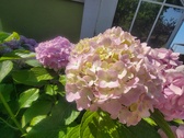 Enlarge photo 157