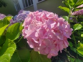 Enlarge photo 158