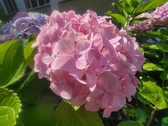 Enlarge photo 159