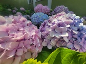 Enlarge photo 161