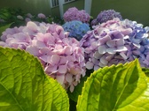 Enlarge photo 162