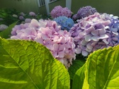 Enlarge photo 163