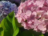 Enlarge photo 166