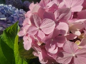 Enlarge photo 167