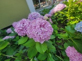 Enlarge photo 168