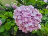 Enlarge photo 169