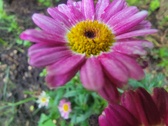 Enlarge photo 173
