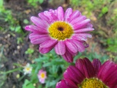 Enlarge photo 174