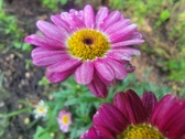 Enlarge photo 175