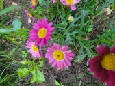 Enlarge photo 177