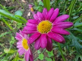 Enlarge photo 178