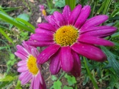 Enlarge photo 179