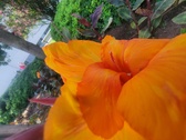 Enlarge photo 185