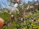 Enlarge photo 190